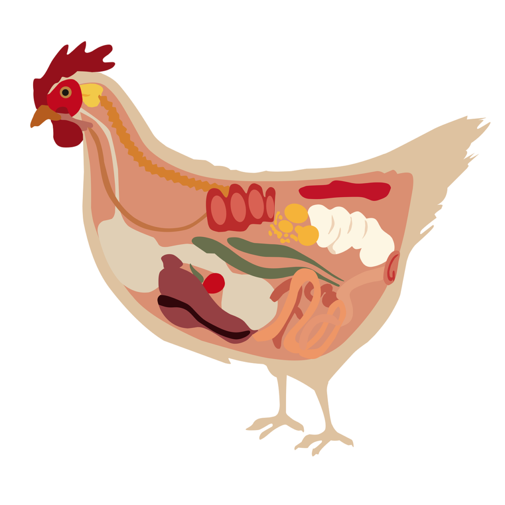 chicken, anatomy, animal, meat, chicken structure, nature, structure, chicken, chicken, chicken, chicken, chicken, anatomy, anatomy-7152855.jpg