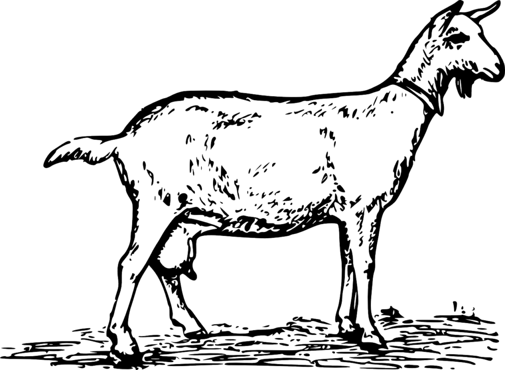 goat, animal, biology, mammal, zoology, goat, goat, goat, nature, goat, goat-153826.jpg